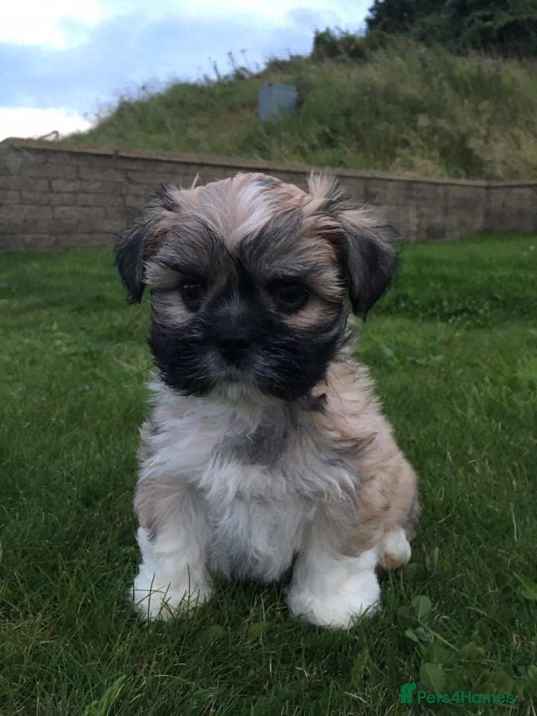 Lhasa Apso dogs for sale: 3rd generation Lhasa poo puppies  - Image 17