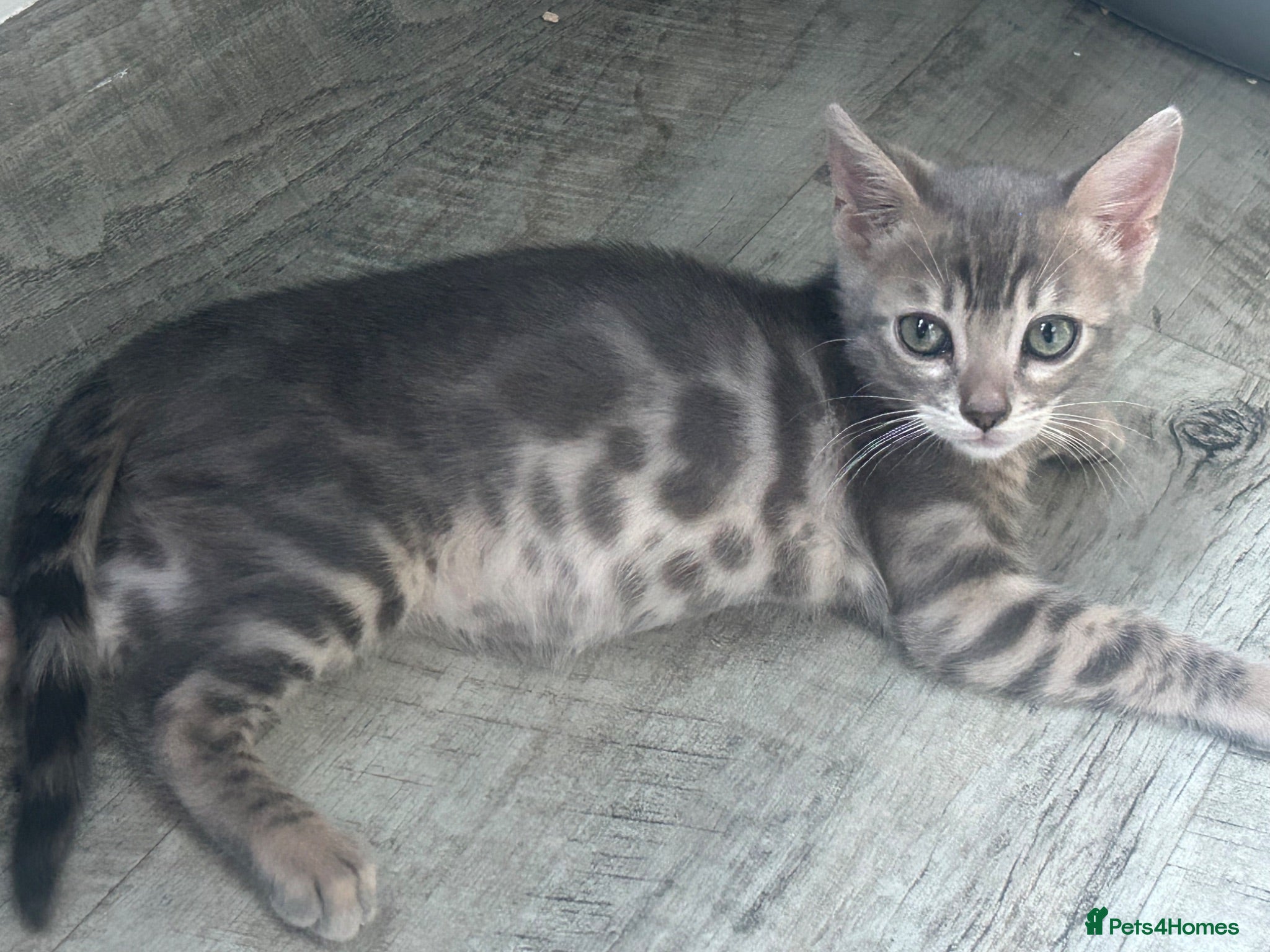 Bengal cats 3 Female Blue TICA Registered Bengal kittens  - Advert 2
