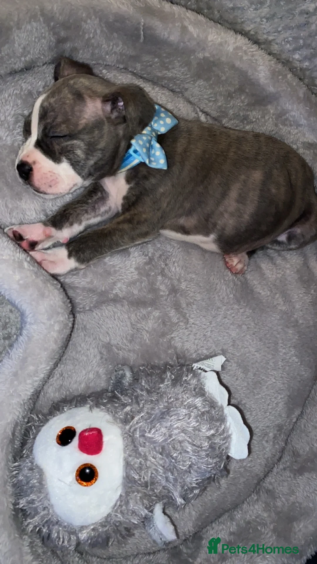 Mixed Breed dogs for sale: Pocket bully - Advert 3