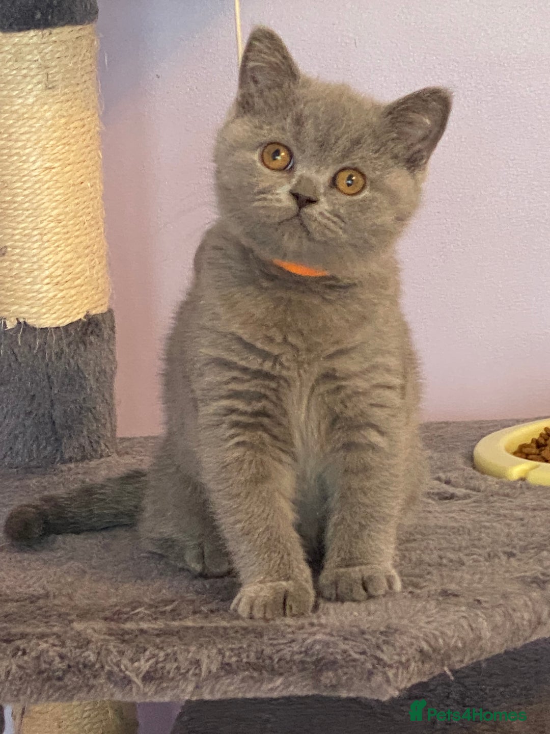 British Shorthair cats for sale: STUNNING, HEALTH TESTED PARENTS, BLUE BSH KITTENS in Burntwood - Image 23