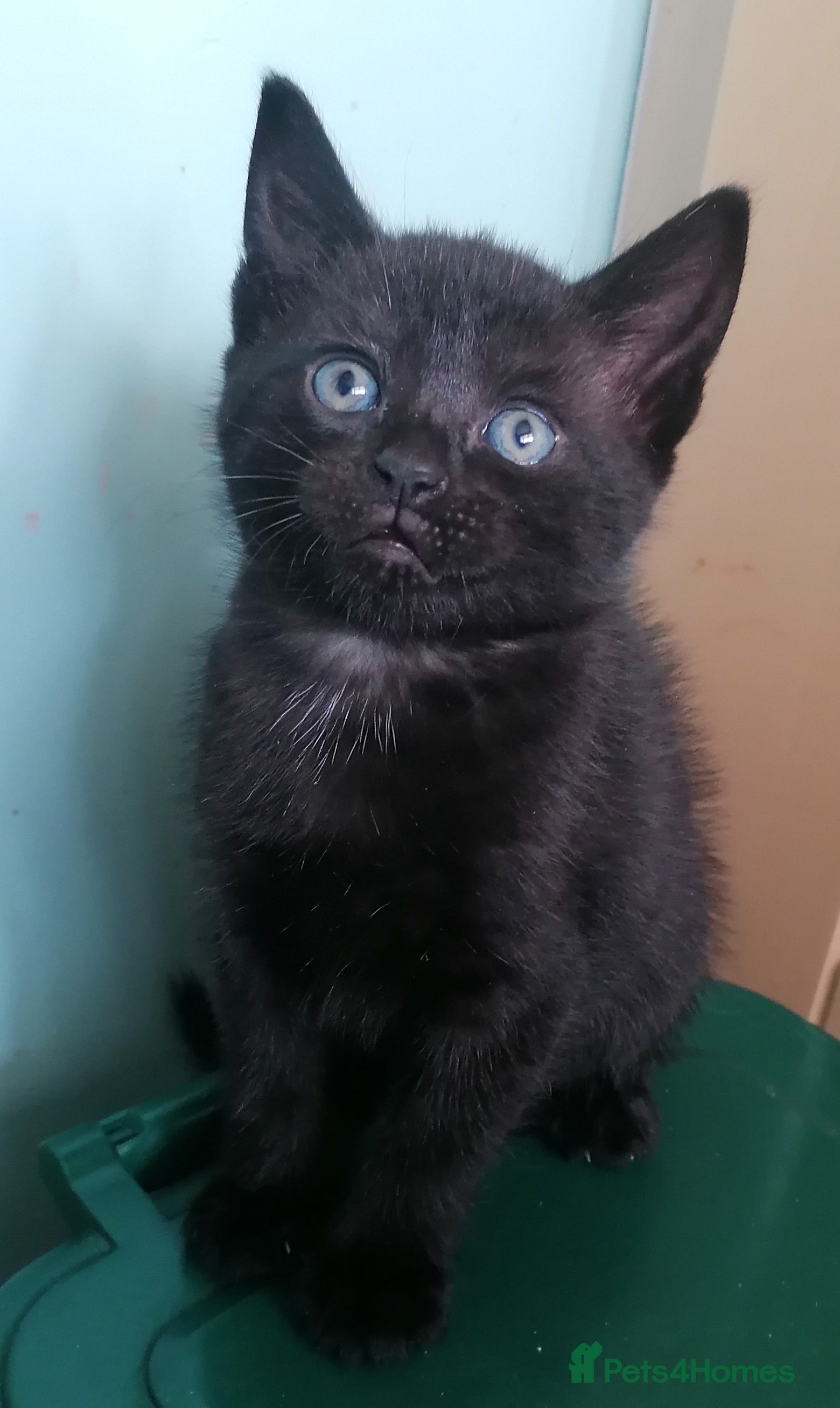 Domestic Shorthair cats Black Panther 😊 - Advert 1