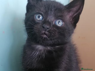 Domestic Shorthair cats Black Panther 😊 - Advert 8