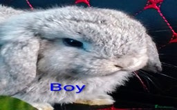 Mini Lop rabbits for sale: Beautiful Mini Lop Bunnies available  - Image 15