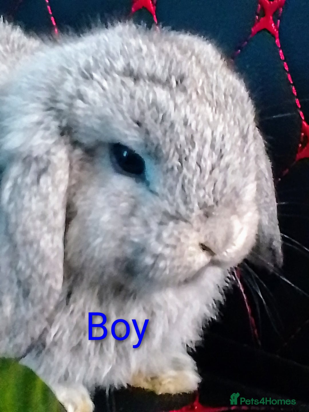 Mini Lop rabbits for sale: Beautiful Mini Lop Bunnies available  - Image 15
