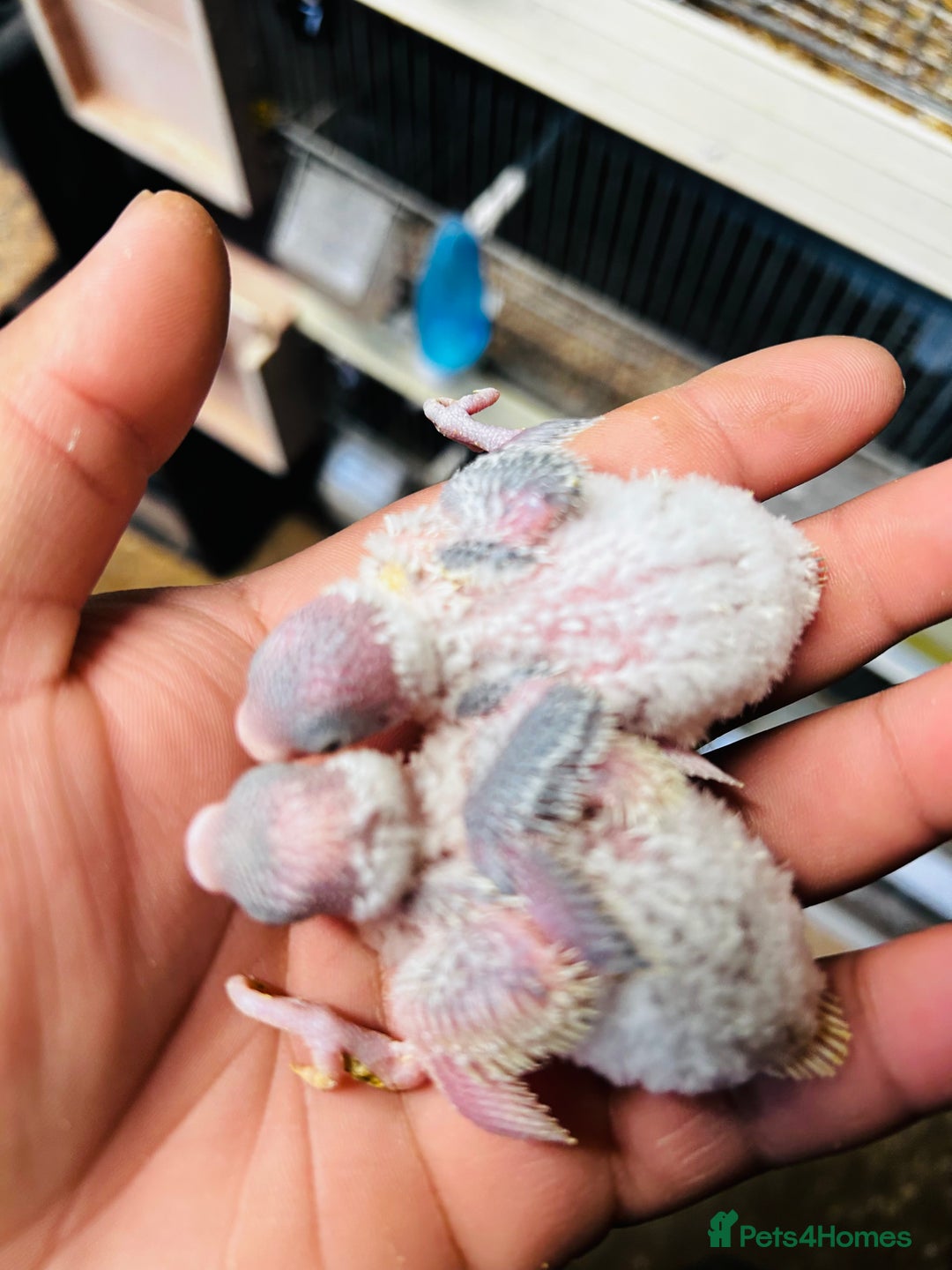 Budgerigars birds for sale: Adorable Handreared  baby budgies  - Advert 2