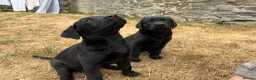 Labrador Retriever dogs for sale: 2 Beautiful Black girls available  - Advert 10
