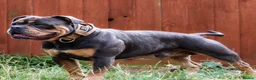 Olde English Bulldogge dogs for sale: 🔥🔥Champion bloodline Olde English Bulldog🔥🔥 in Derby - Advert 3