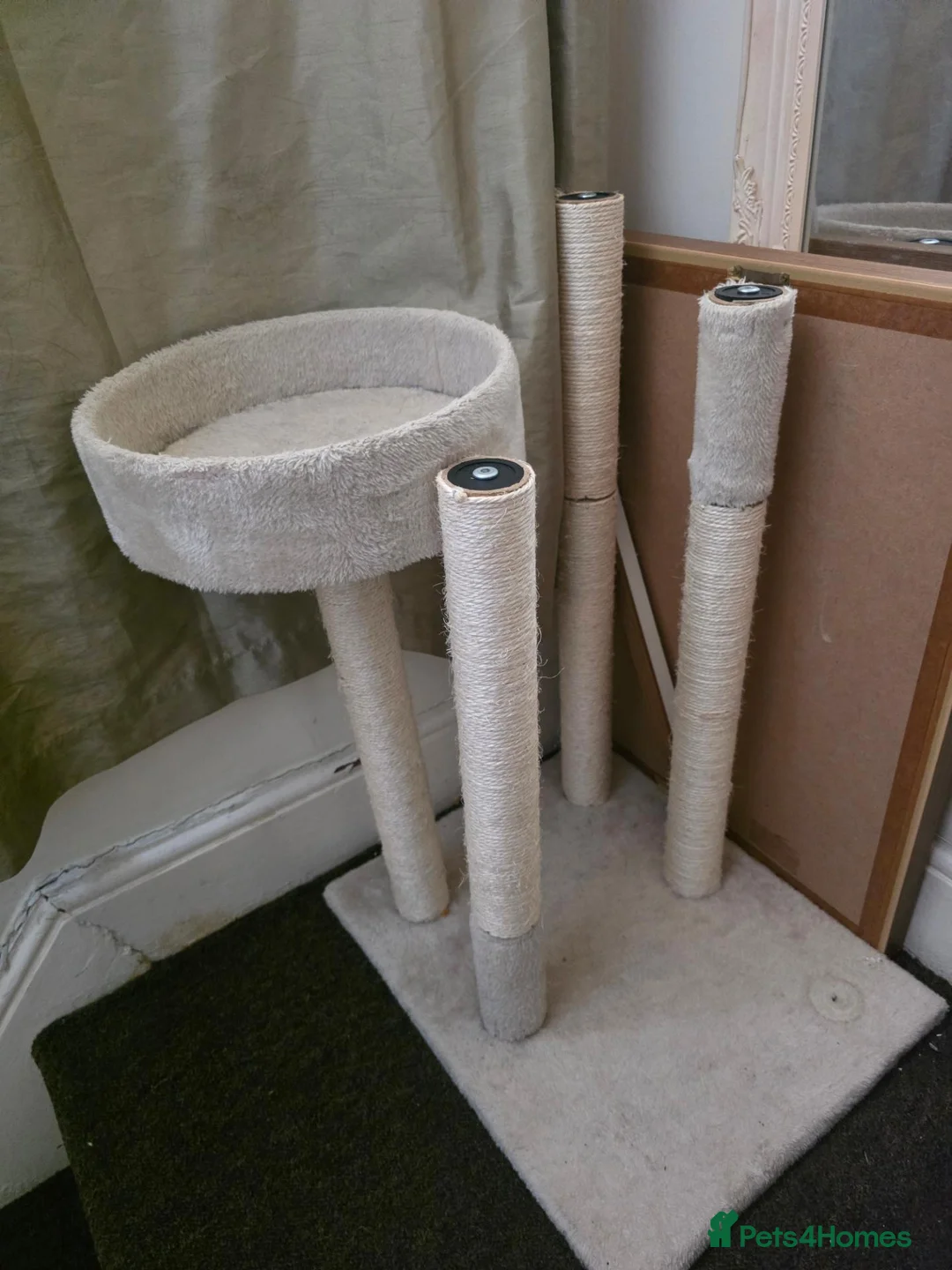 Mixed Breed cats for sale: 2 Female Kittens for Sale - Advert 6
