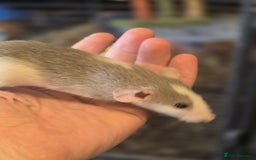 Rat rodents for sale: Babies rats, rex, dumbos and fancy - Image 30