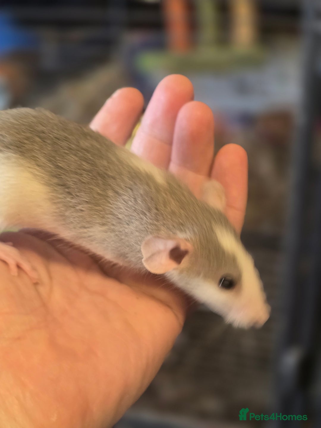 Rat rodents for sale: Babies rats, rex, dumbos and fancy - Image 30