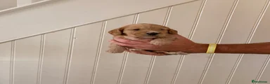 Cockapoo 5