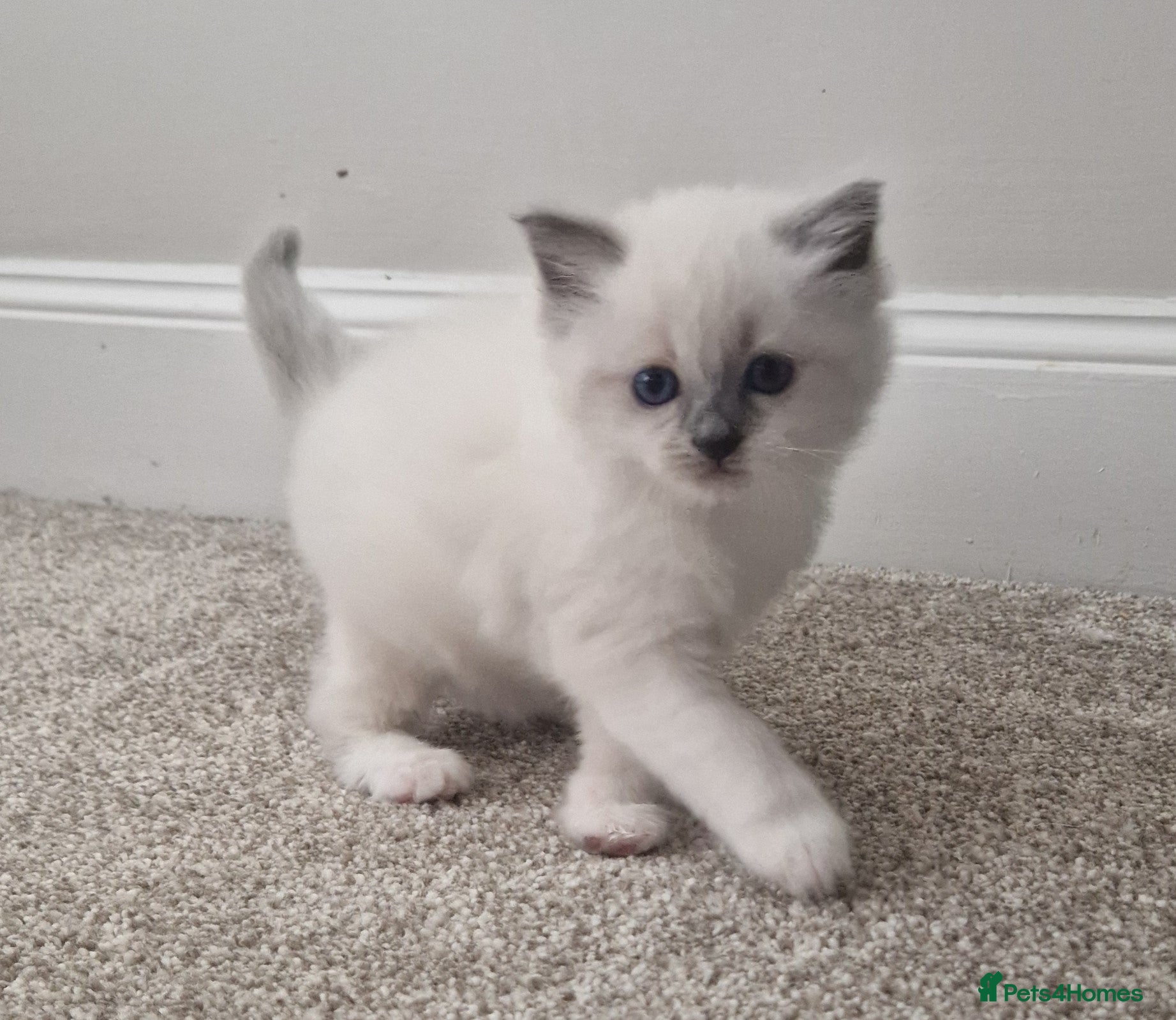 Ragdoll cats ⭐ Pure Ragdoll - One BLUE Female left ⭐ - Advert 1