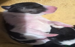 Mixed Breed dogs for sale: Beautiful puppies  - Image 3