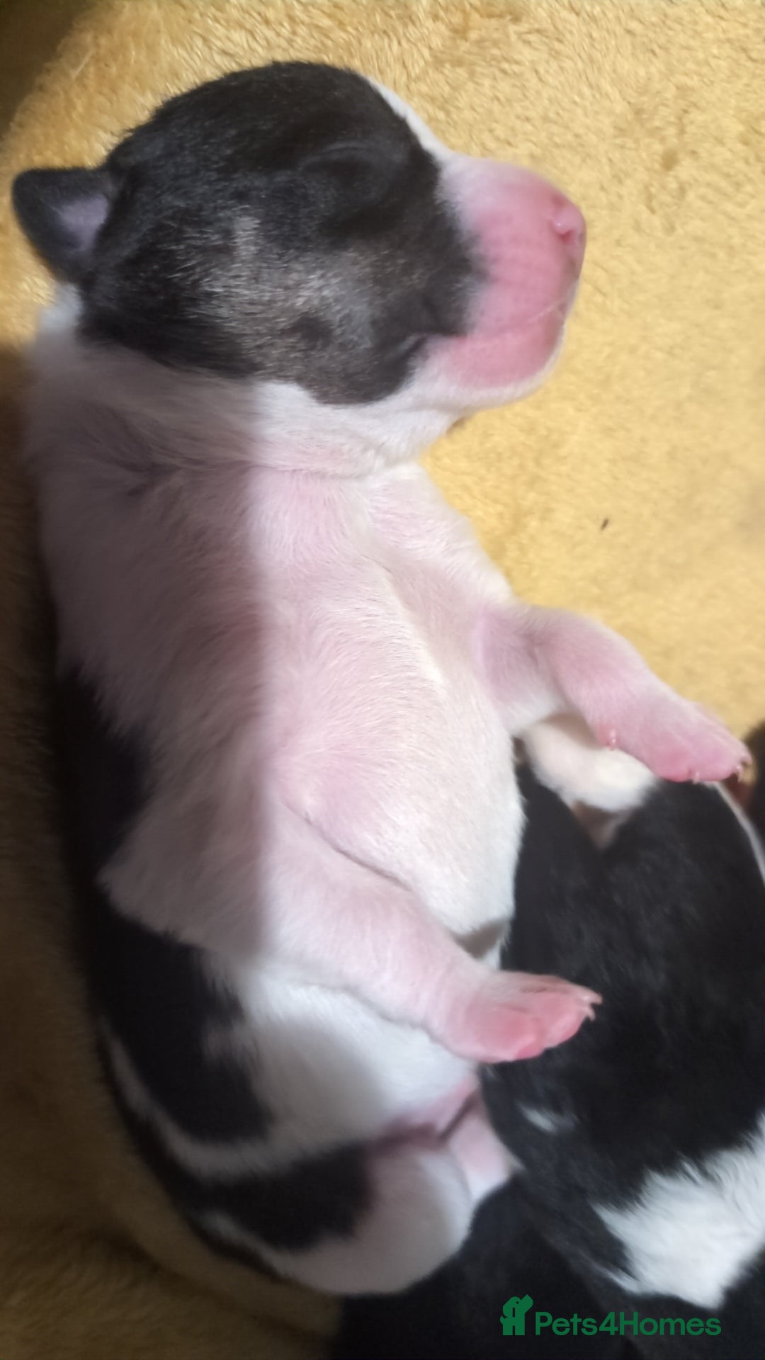 Mixed Breed dogs for sale: Beautiful puppies  - Image 3