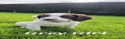 Sprocker dogs for sale: Sprocker Spaniel puppies  - Advert 7