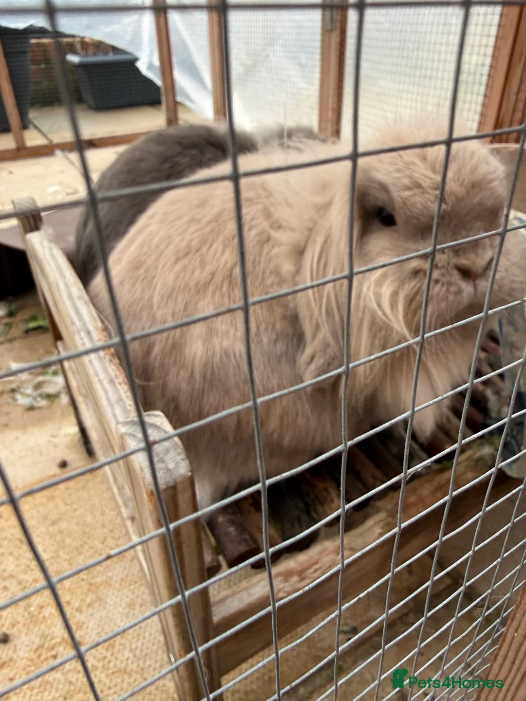 Mixed Breed rabbits for sale: Lionhead lop bunnies in Widnes - Advert 2