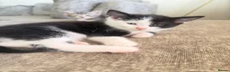 Mixed Breed cats for sale: Black and white kitten  - Advert 3