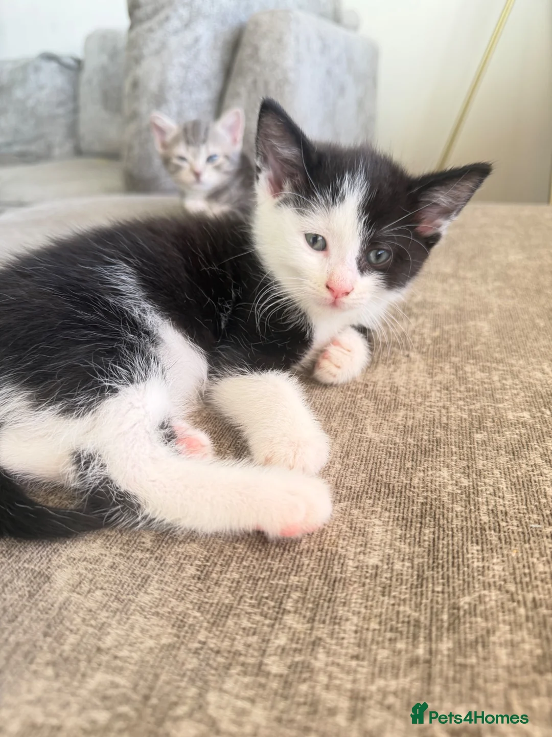 Mixed Breed cats for sale: Black and white kitten  - Advert 3