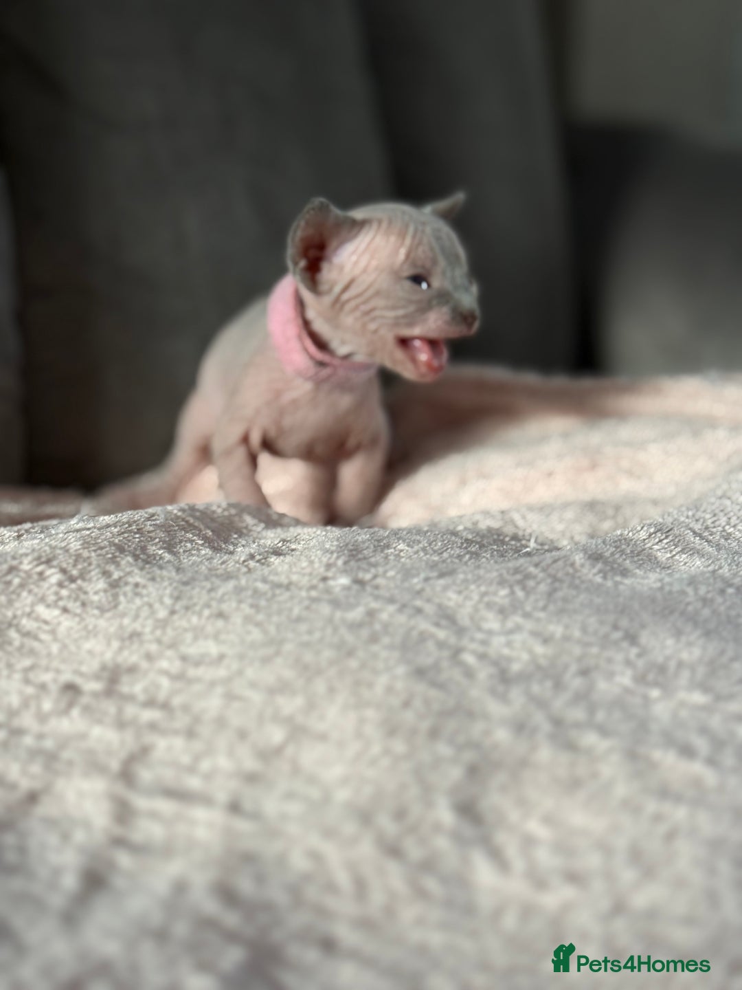 Sphynx cats for sale: TICA REGISTERED CANADIAN Elf Sphynx 1 kitten left  - Image 22