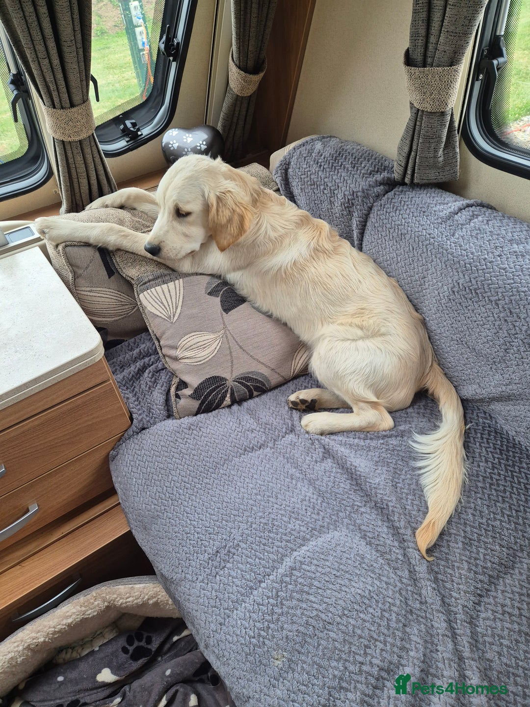 Golden Retriever dogs for sale: Golden retriever 10 months old - Advert 20