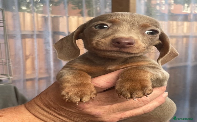 Miniature Dachshund dogs - Advert 4