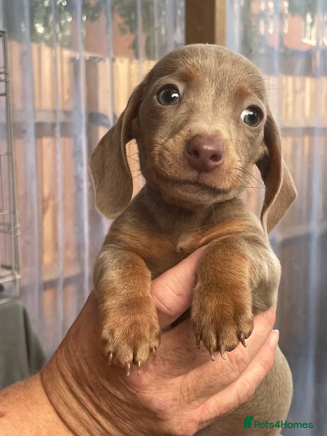 Miniature Dachshund dogs for sale: Miniature dachshund  - Image 1