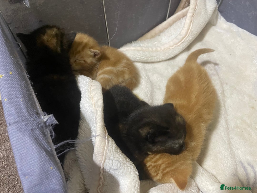 British Shorthair cats for sale: New born ginger and tortoiseshell  - Image 6