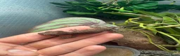 Gecko reptiles for sale: Mix gargle gecko babies  in Wigan - Advert 6