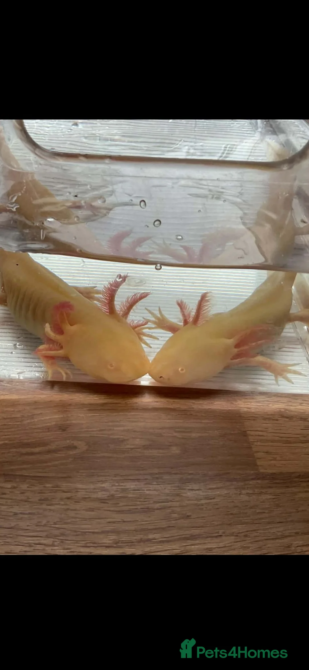Axolotl reptiles for sale: 2 Beautiful Axolotl’s in Chichester - Advert 1