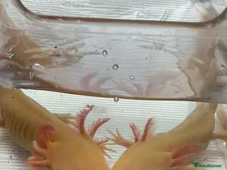 Axolotl reptiles 2 Beautiful Axolotl’s - Advert 1