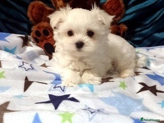 Bichon Frise dogs Lovely Bichon Frise - Advert 11