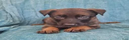 Belgian Shepherd Dog dogs for sale: Belgian malinois puppies KNVP working lines - Advert 5