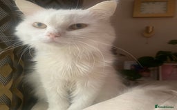 Persian cats for sale: Lovely persian cross male cat for sale - Image 5