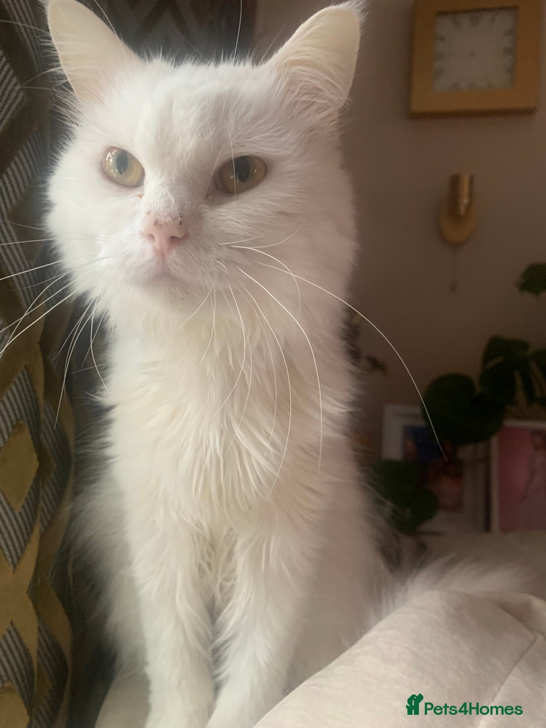 Persian cats for sale: Lovely persian cross male cat for sale - Image 5