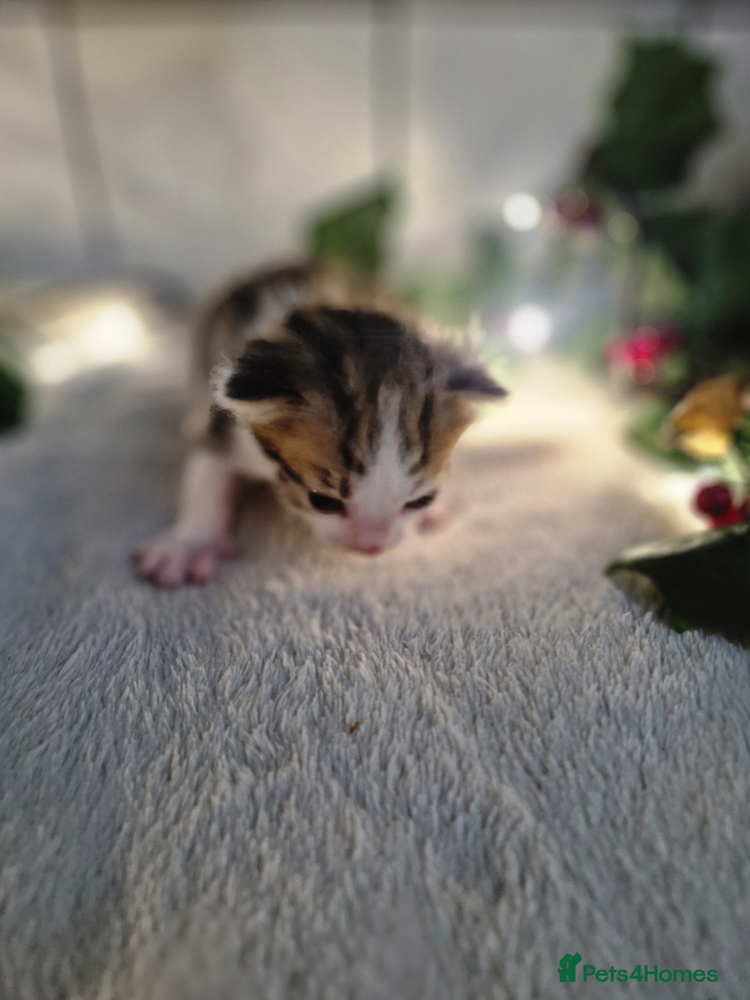 Mixed Breed cats for sale: 1 beautiful ginger&white kitten - Advert 22