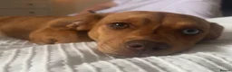 Miniature Dachshund dogs for sale: Dapple miniature dachshund - Advert 1