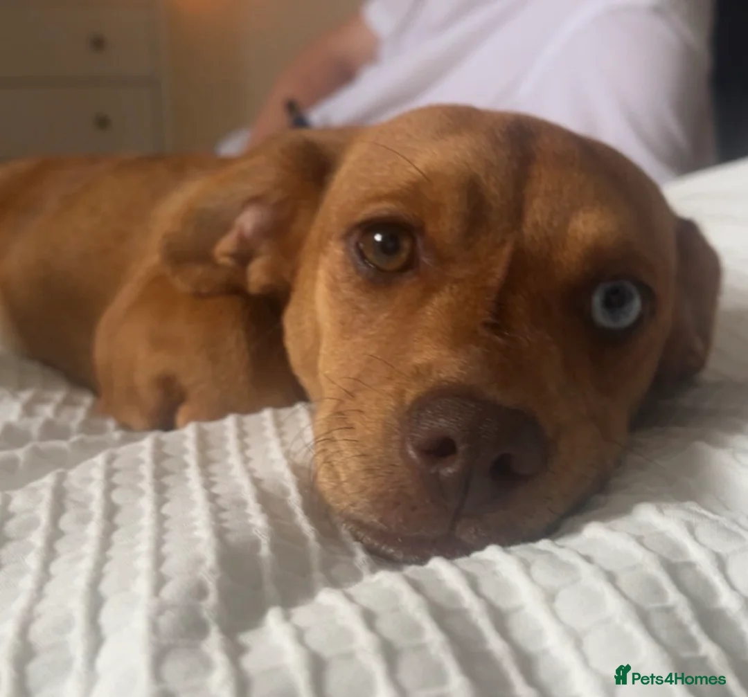 Miniature Dachshund dogs for sale: Dapple miniature dachshund - Advert 1