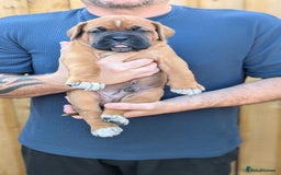 Mixed Breed dogs for sale: Boxer X Dogue De Bordeux Puppies - Image 3