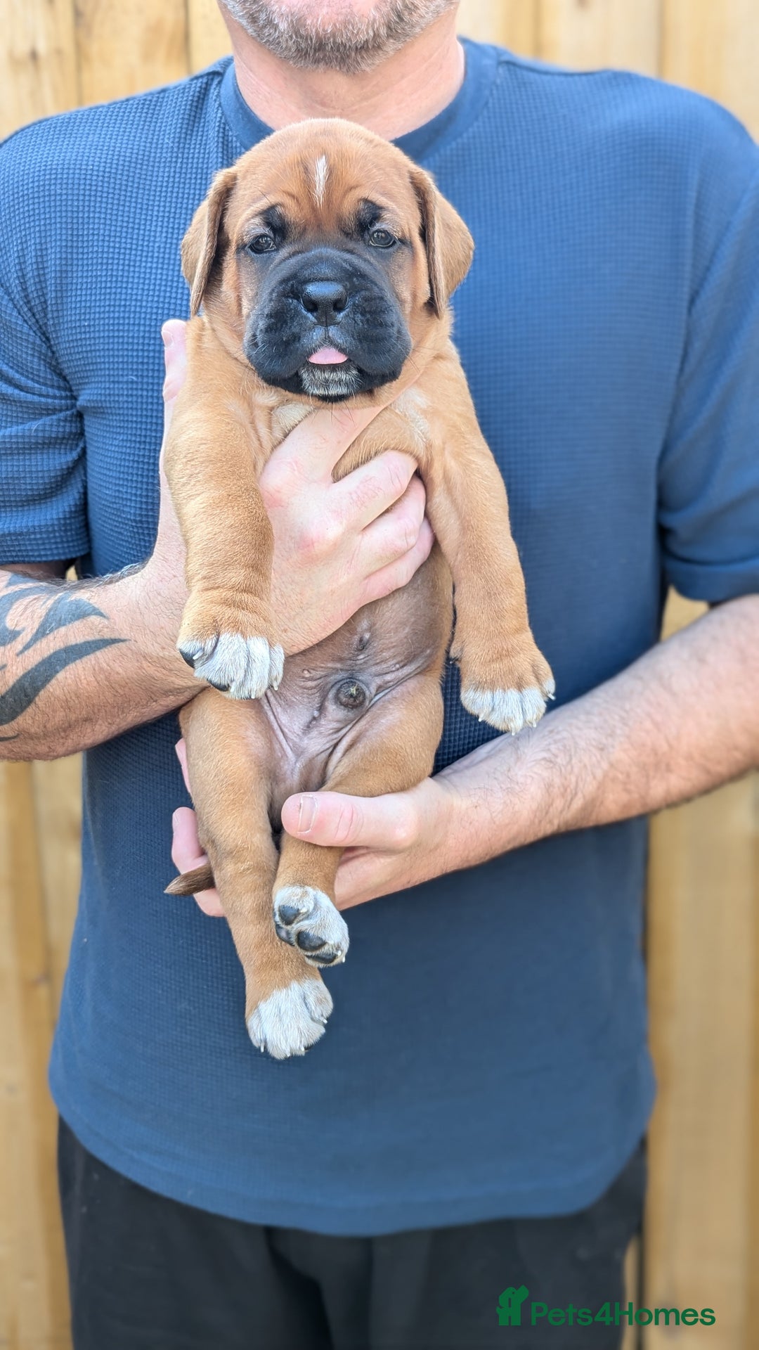 Mixed Breed dogs for sale: Boxer X Dogue De Bordeux Puppies - Image 3