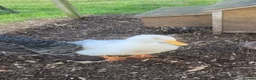 Ducks poultry for sale: German pekin duck for sale - Advert 4