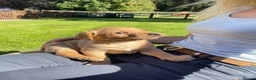 Labrador Retriever dogs for sale: Labrador puppies in Morpeth - Advert 11