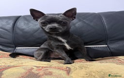 Mixed Breed dogs for sale: 🐶 Lovely Frenchie x Chihuahua Puppies - Image 28