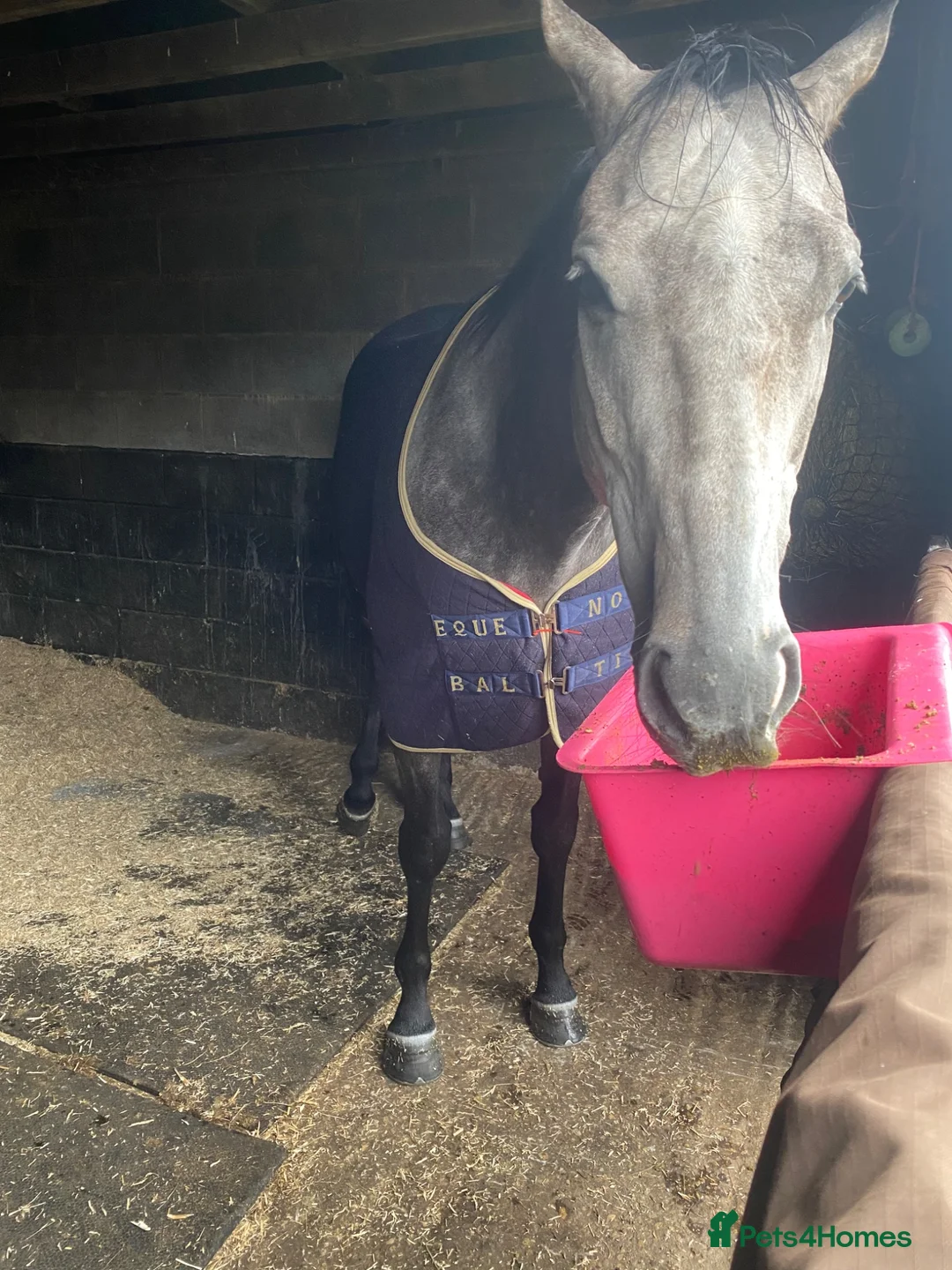 Other Breed horses for sale: For loan to approved home only !! - Advert 1