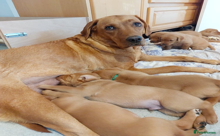Labrador Retriever dogs - Advert 1