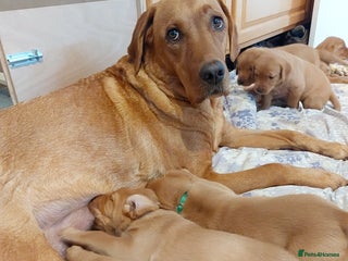 Labrador Retriever dogs - Advert 18