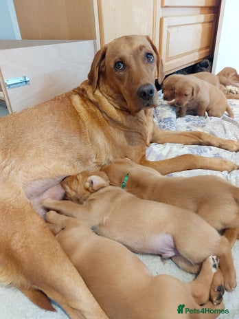 Labrador Retriever dogs - Advert 4