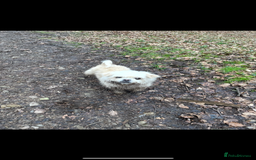 Mixed Breed dogs for sale: ShiChi for Rehome - Image 1
