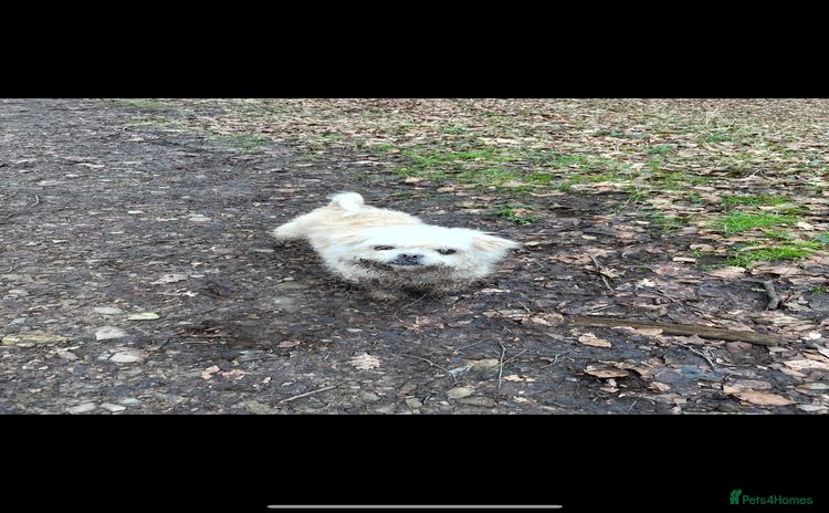 Mixed Breed dogs - Advert 1