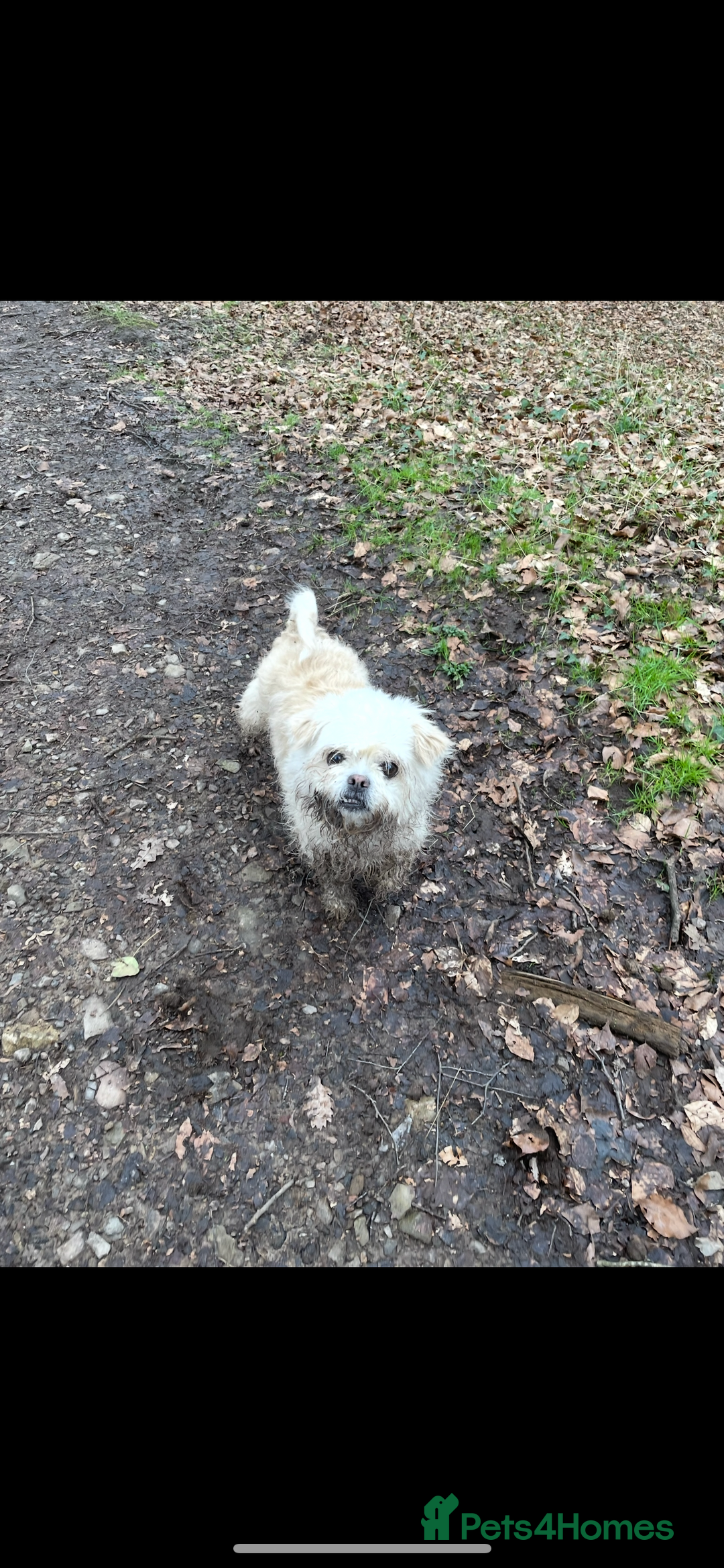 Mixed Breed dogs for sale: ShiChi for Rehome - Image 1