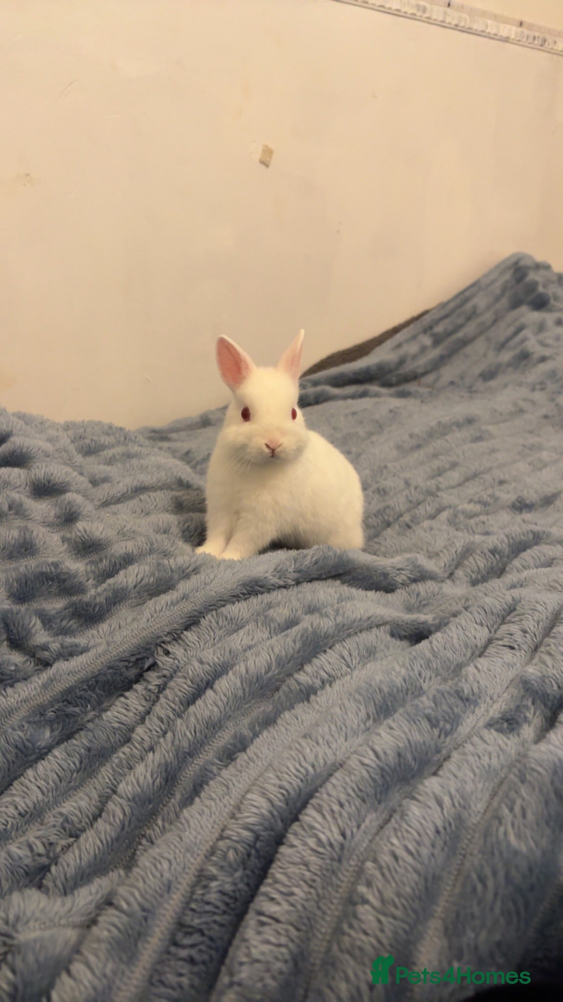 Netherland Dwarf rabbits Netherland Dwarf  - Advert 1